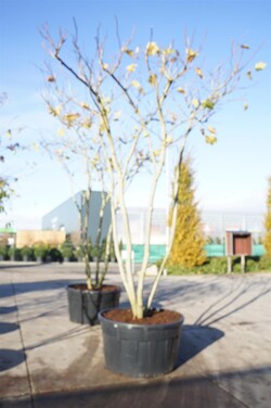 Klevalapis platanas (Lot Platanus hispanica) C500 ROOF DAUGEKAMIENIS - nuotrauka 2