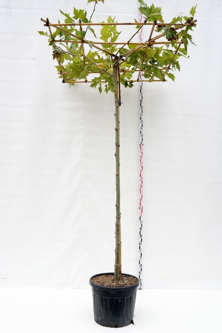 Klevalapis platanas (Lot Platanus hispanica) C70 KAMIENO APIMTIS 16-18 CM