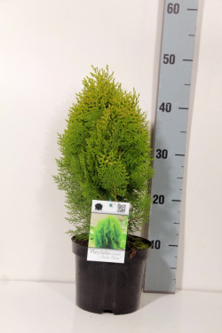 Tuja rytinė (Lot Platycladus or.) 'Aurea Nana' C2/P17 20-25 CM | TUJOS | SPYGLIUOČIAI