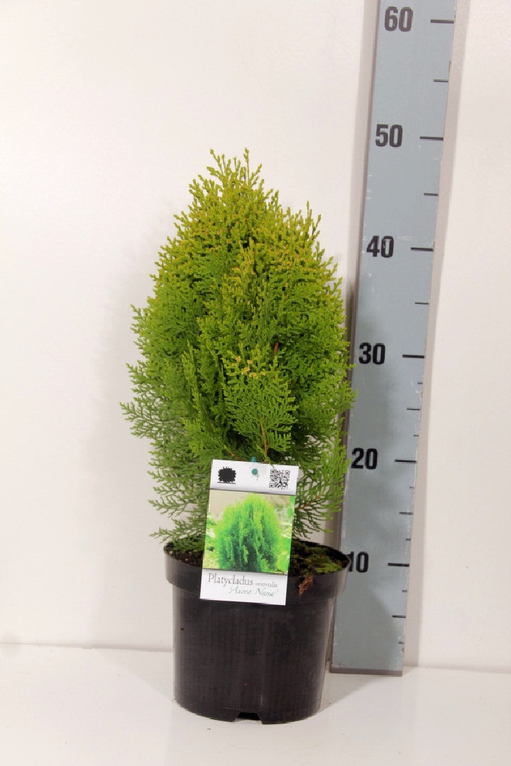 Tuja rytinė (Lot Platycladus or.) 'Aurea Nana' C2/P17 20-25 CM | TUJOS | SPYGLIUOČIAI