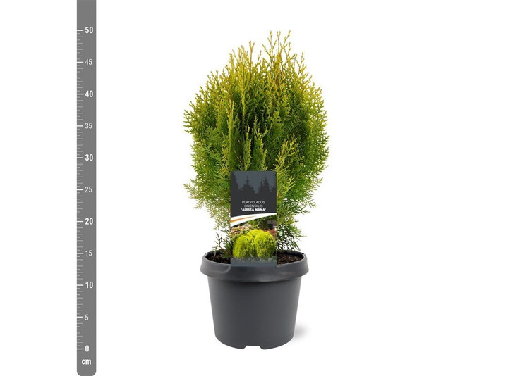 Tuja rytinė (Lot Platycladus or.) 'Aurea Nana' C3/P19 30-40 CM | TUJOS | SPYGLIUOČIAI