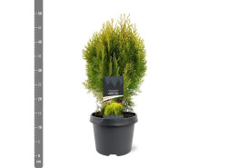 Tuja rytinė (Lot Platycladus or.) 'Aurea Nana' C3/P19 30-40 CM | TUJOS | SPYGLIUOČIAI