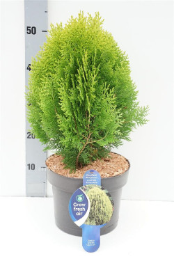 Tuja rytinė (Lot Platycladus or.) 'Aurea Nana' C5/P23 30-40 CM | TUJOS | SPYGLIUOČIAI