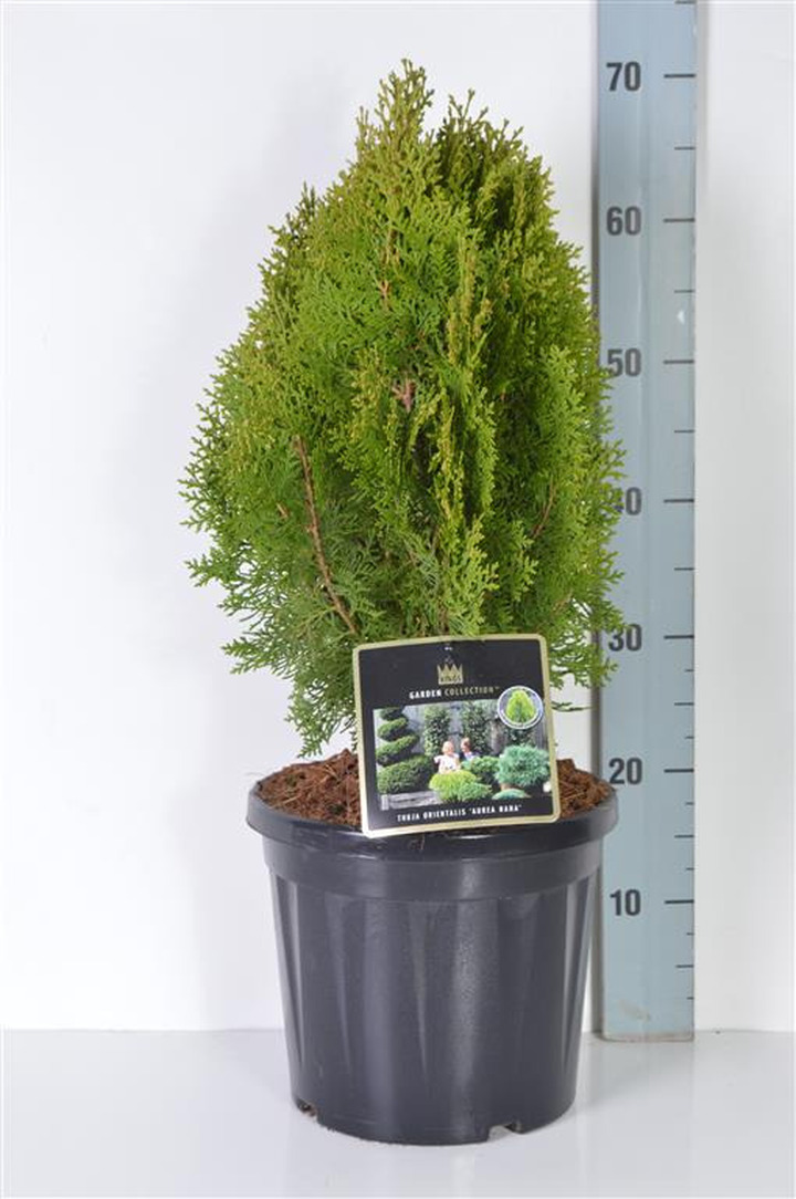 Tuja rytinė (Lot Platycladus or.) 'Aurea Nana' C7,5/P26 40/+ CM