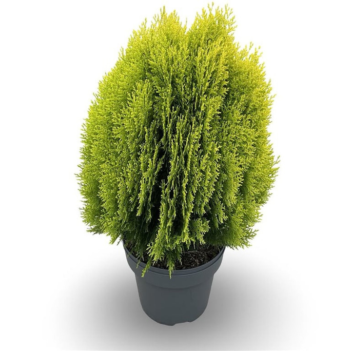 Tuja rytinė (Lot Platycladus or.) 'Aurea Nana' C12 40-60 CM | TUJOS | SPYGLIUOČIAI