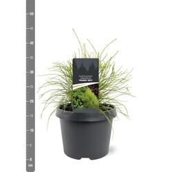 Tuja rytinė (Lot Platycladus or.) 'Franky Boy' C3/P19 20-25 CM - nuotrauka 2
