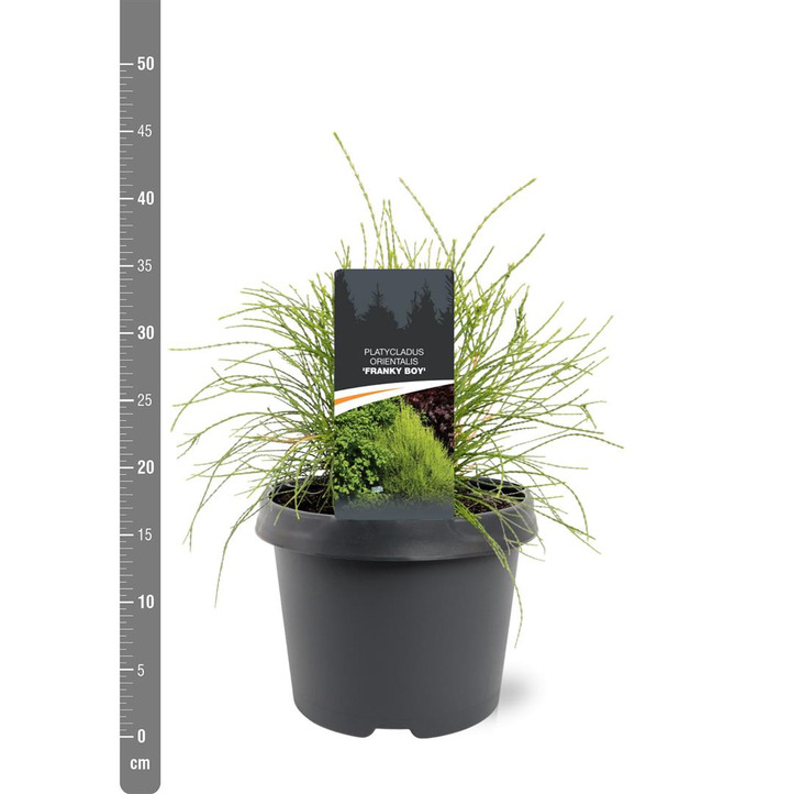 Tuja rytinė (Lot Platycladus or.) 'Franky Boy' C3/P19 20-25 CM | TUJOS | SPYGLIUOČIAI