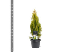 Tuja rytinė (Lot Platycladus or.) 'Pyramid.Aurea' C3/P19 40-50 CM