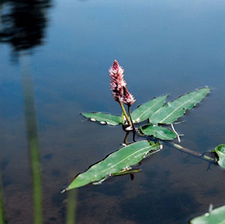 Būdmainis rugtys (Lot Polygonum amphibium) P9 | BŪDMAINIS | VANDENS IR PAKRANČIŲ AUGALAI