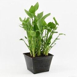 Širdžialapė skiaustmenė (Lot Pontederia cordata)  PONDBASKET 28X28 CM