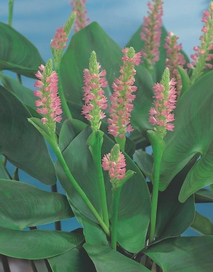 Širdžialapė skiaustmenė (Lot Pontederia cord.) 'Pink Pons' P9 VANDENS AUGALAS
