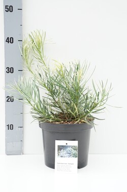 Stambialapis podokarpas (Lot Podocarpus macrop.) 'Variegata' C3/P19 20-25 CM