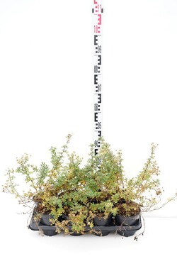 Sidabrakrūmis paprastasis (Lot Potentilla f.) 'Abbotswood' C1/P13