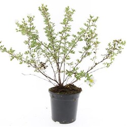 Sidabrakrūmis paprastasis (Lot Potentilla f.) 'Abbotswood' C1,5/P15 | SIDABRAKRŪMIAI | KRŪMAI