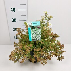 Sidabrakrūmis paprastasis (Lot Potentilla f.) 'Abbotswood' C3/P19 25-30 CM