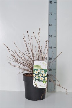 Sidabrakrūmis paprastasis (Lot Potentilla f.) 'Abbotswood' C4/P21 30-40 CM