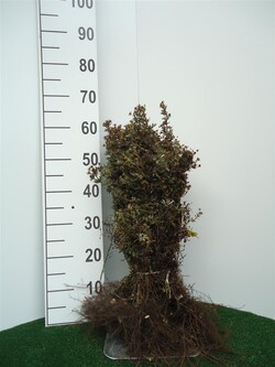 Sidabrakrūmis paprastasis (Lot Potentilla f.) 'Abbotswood' 0+1 30-50 CM
