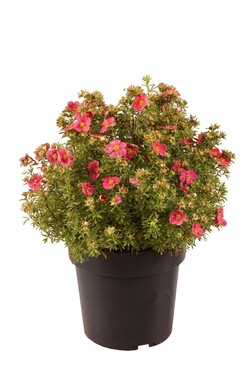 Sidabrakrūmis paprastasis (Lot Potentilla f.) 'Bellissima' C4/P21 30-40 CM