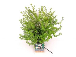 Sidabrakrūmis paprastasis (Lot Potentilla f.) 'Blink' C3/P19 30-40 CM | SIDABRAKRŪMIAI | KRŪMAI
