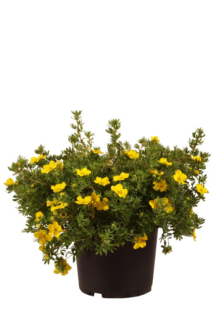 Sidabrakrūmis paprastasis (Lot Potentilla f.) 'Dakota Sunspot' C4/P21 30-40 CM