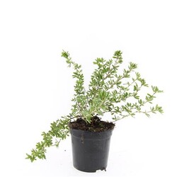 Sidabrakrūmis paprastasis (Lot Potentilla f.) 'Elizabeth' C1,5/P15 | SIDABRAKRŪMIAI | KRŪMAI