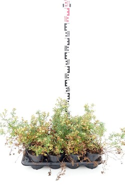 Sidabrakrūmis paprastasis (Lot Potentilla f.) 'Goldfinger' C1/P13