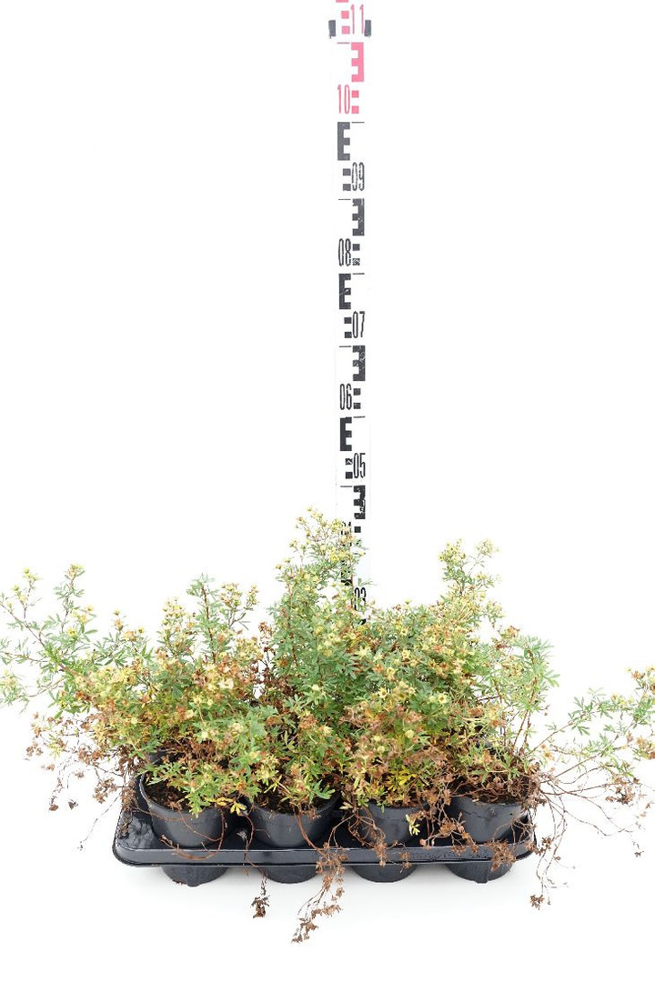 Sidabrakrūmis paprastasis (Lot Potentilla f.) 'Goldfinger' C1/P13