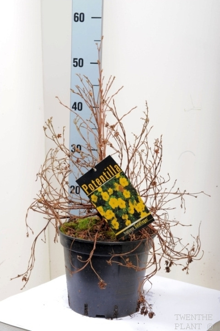 Sidabrakrūmis paprastasis (Lot Potentilla f.) 'Goldfinger' C3/P19 30-40 CM | SIDABRAKRŪMIAI | KRŪMAI