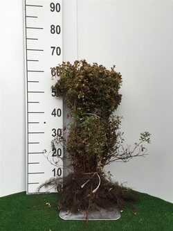 Sidabrakrūmis paprastasis (Lot Potentilla f.) 'Goldfinger' 0+1 30-50 CM