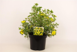 Sidabrakrūmis paprastasis (Lot Potentilla f.) 'Goldstar' C3/P19 25-30 CM - nuotrauka 1