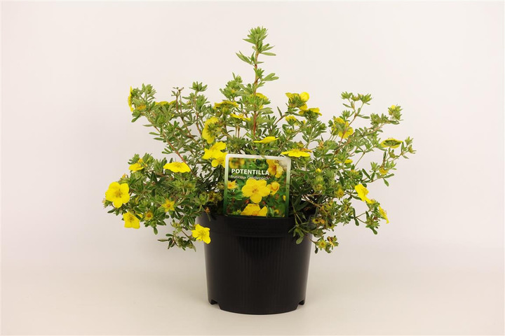 Sidabrakrūmis paprastasis (Lot Potentilla f.) 'Goldteppich' C3/P19 25-30 CM | SIDABRAKRŪMIAI | KRŪMAI