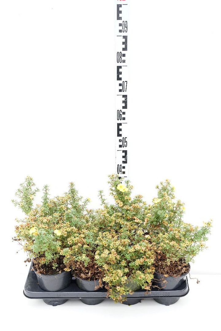 Sidabrakrūmis paprastasis (Lot Potentilla f.) 'Kobold' C1/P13