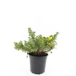 Sidabrakrūmis paprastasis (Lot Potentilla f.) 'Kobold' C1,5/P15