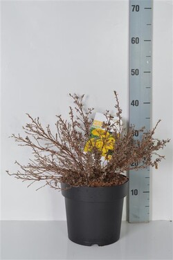 Sidabrakrūmis paprastasis (Lot Potentilla f.) 'Kobold' C4/P21 30-40 CM