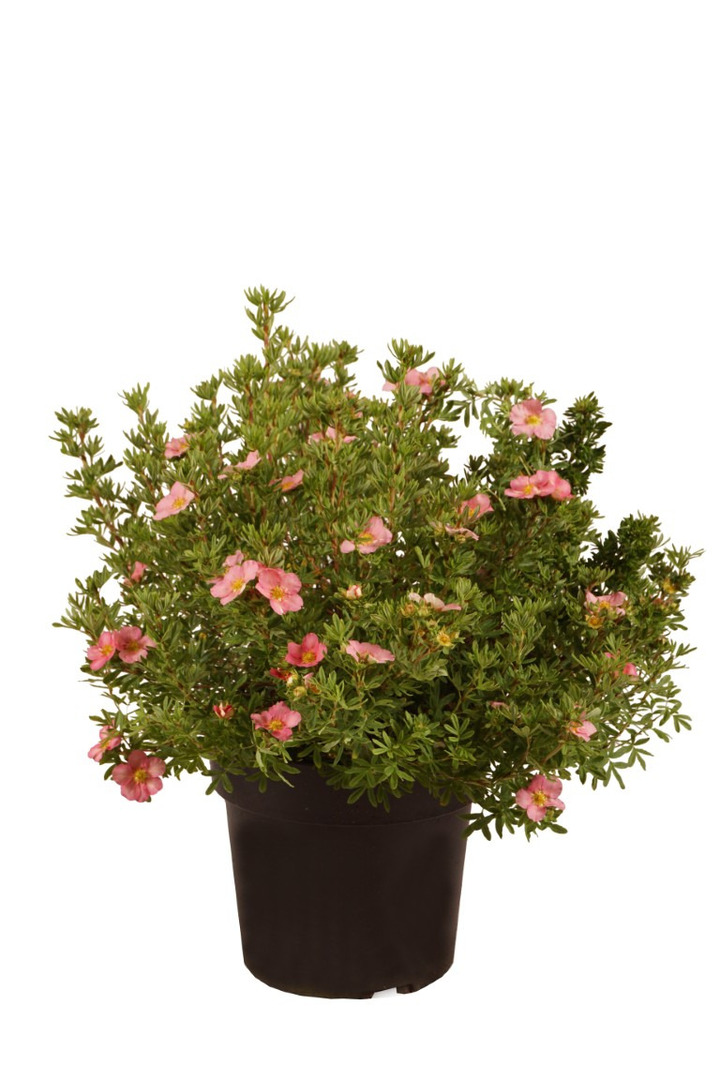 Sidabrakrūmis paprastasis (Lot Potentilla f.) 'Lovely Pink' C4/P21 30-40 CM