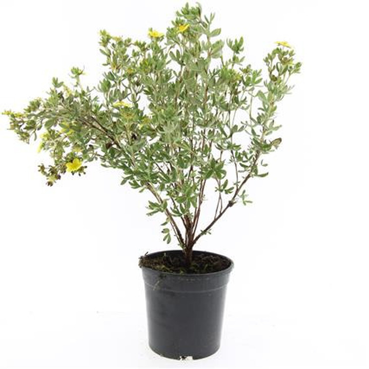 Sidabrakrūmis paprastasis (Lot Potentilla f.) 'Maanelys' C1,5/P15 | SIDABRAKRŪMIAI | KRŪMAI