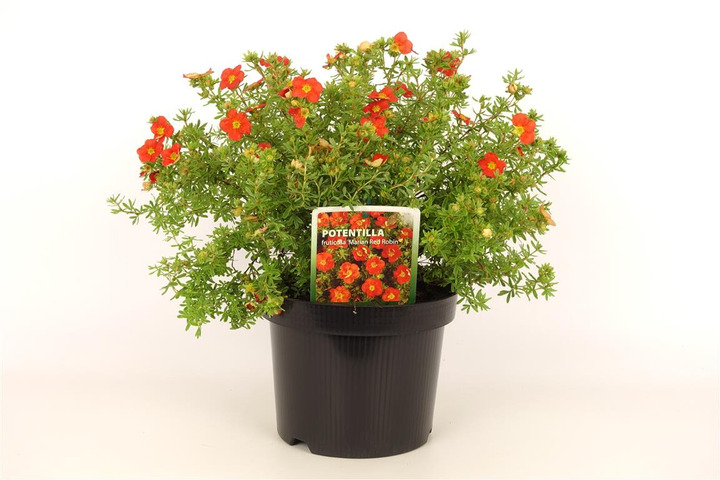 Sidabrakrūmis paprastasis (Lot Potentilla f.) 'Marian Red Robin' C3/P19 25-30 CM | SIDABRAKRŪMIAI | KRŪMAI
