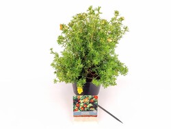 Sidabrakrūmis paprastasis (Lot Potentilla f.) 'Marian Red Robin' C3/P19 25-30 CM - nuotrauka 2