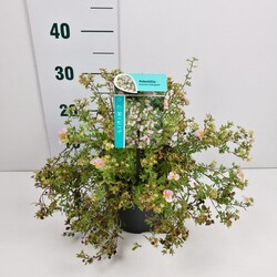 Sidabrakrūmis paprastasis (Lot Potentilla f.) 'Pink Queen' C3/P19 25-30 CM
