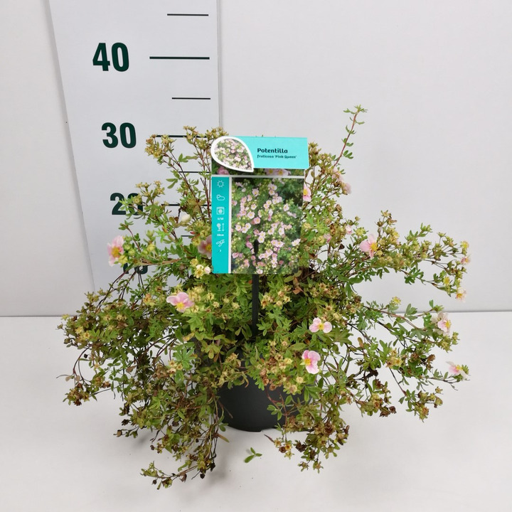 Sidabrakrūmis paprastasis (Lot Potentilla f.) 'Pink Queen' C3/P19 25-30 CM