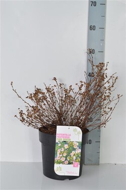 Sidabrakrūmis paprastasis (Lot Potentilla f.) 'Pink Queen' C4/P21 30-40 CM