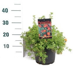 Sidabrakrūmis paprastasis (Lot Potentilla f.) 'Red Ace' C3/P19 20-30 CM