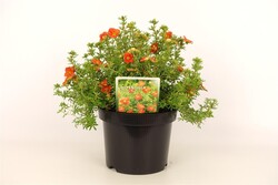 Sidabrakrūmis paprastasis (Lot Potentilla f.) 'Red Ace' C3/P19 25-30 CM - nuotrauka 1