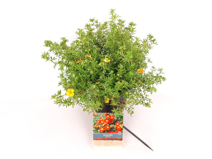 Sidabrakrūmis paprastasis (Lot Potentilla f.) 'Red Ace' C3/P19 25-30 CM | SIDABRAKRŪMIAI | KRŪMAI