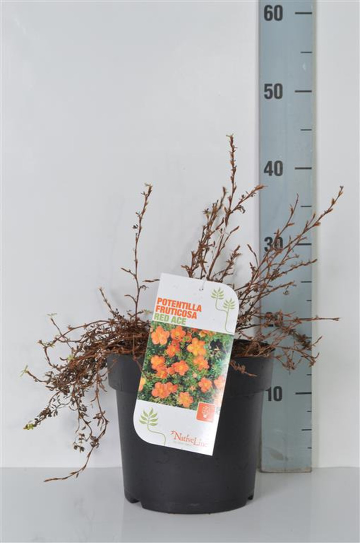 Sidabrakrūmis paprastasis (Lot Potentilla f.) 'Red Ace' C4/P21 30-40 CM