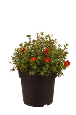 Sidabrakrūmis paprastasis (Lot Potentilla f.) 'Red Lady' C4/P21 30-40 CM