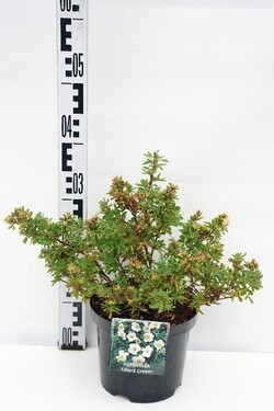 Sidabrakrūmis paprastasis (Lot Potentilla f.) 'Tilford Cream' C3/P19 25-30 CM - nuotrauka 1