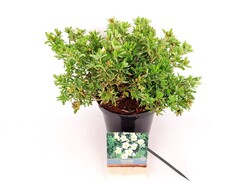 Sidabrakrūmis paprastasis (Lot Potentilla f.) 'Tilford Cream' C3/P19 25-30 CM - nuotrauka 2