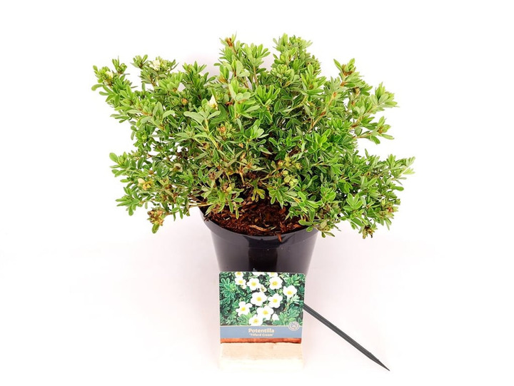 Sidabrakrūmis paprastasis (Lot Potentilla f.) 'Tilford Cream' C3/P19 25-30 CM | SIDABRAKRŪMIAI | KRŪMAI