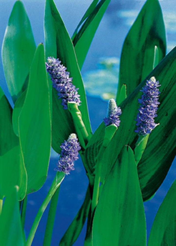 Pontederia skiaustmenė (Lot Pontederia lanceolata) P9 | SKIAUSTMENĖ | VANDENS IR PAKRANČIŲ AUGALAI